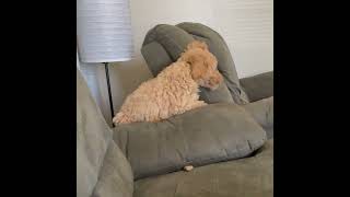 Doodle pup embarrasses herself by falling off the couch trying to play with her bone!