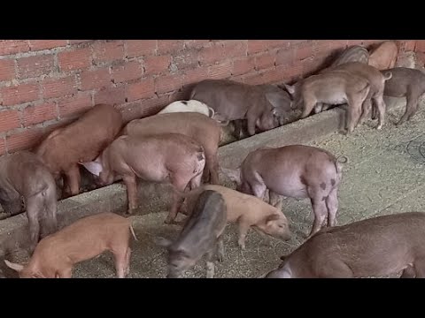 Video Cách Chăm Sóc Heo Con Hiệu Quả Cao - youtube