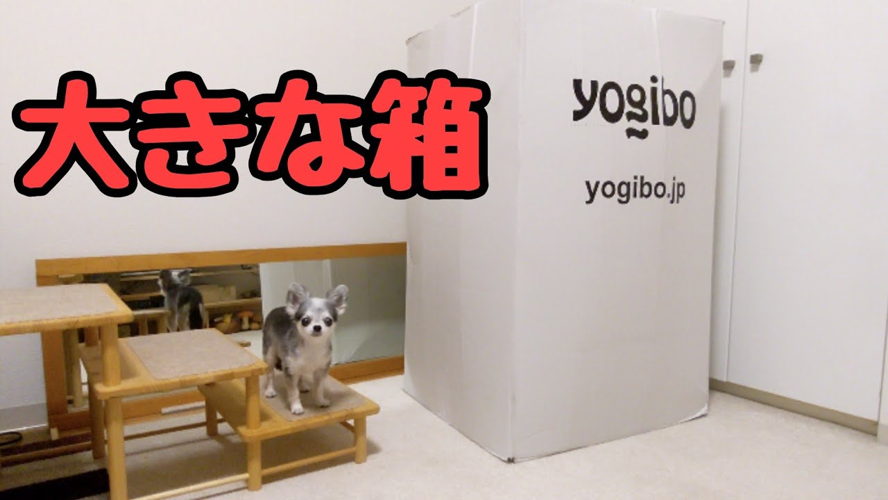 ヨギボードロップが当選しました We Often Receive Sweepstakes Youtube ヨギボードロップが当選しました We Often Receive Sweepstakes Youtube