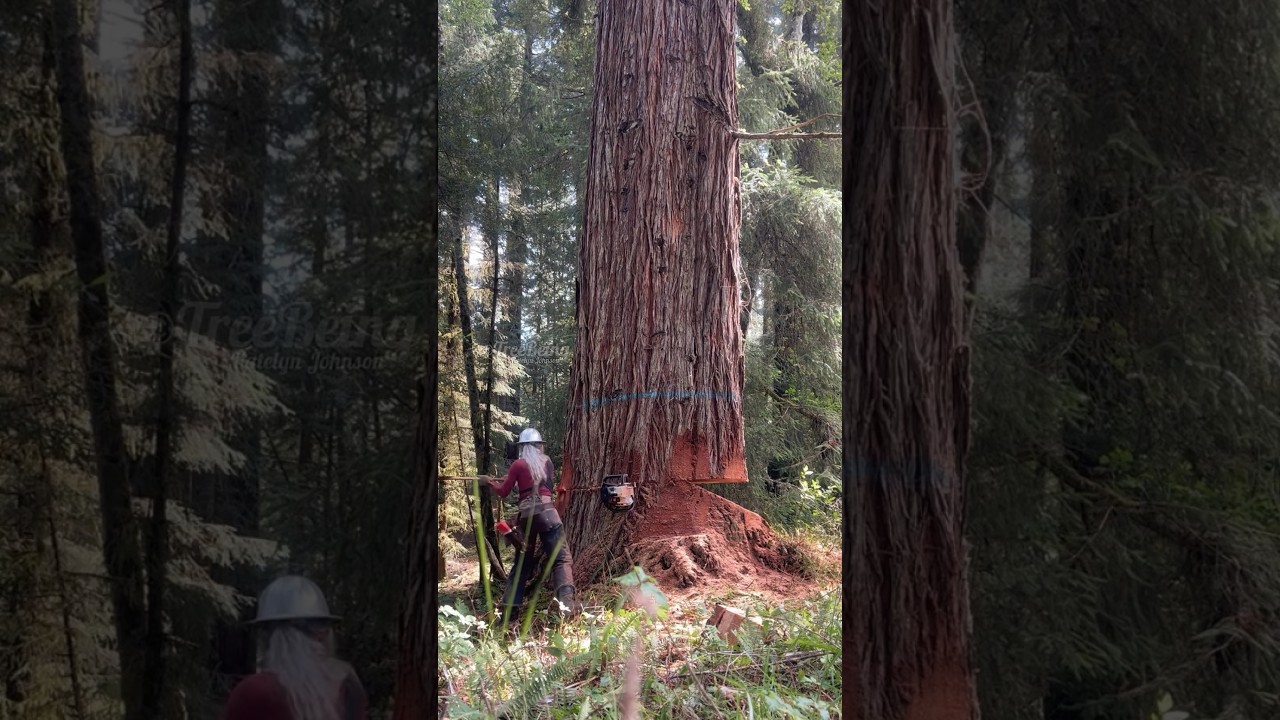 Biggest tree this year, total volume wise! 