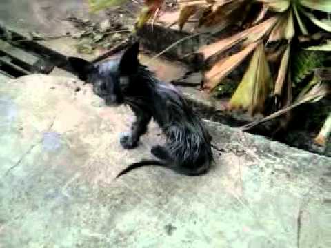 Hewan Aneh BINATANG ANEH MENGERIKAN YouTube