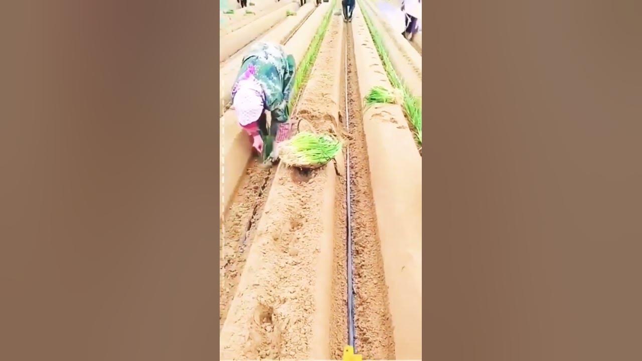 sowing-onion-in-youtube