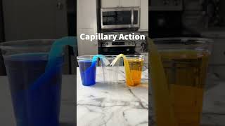 Will the water actually walk?   Capillary Action Experiment!