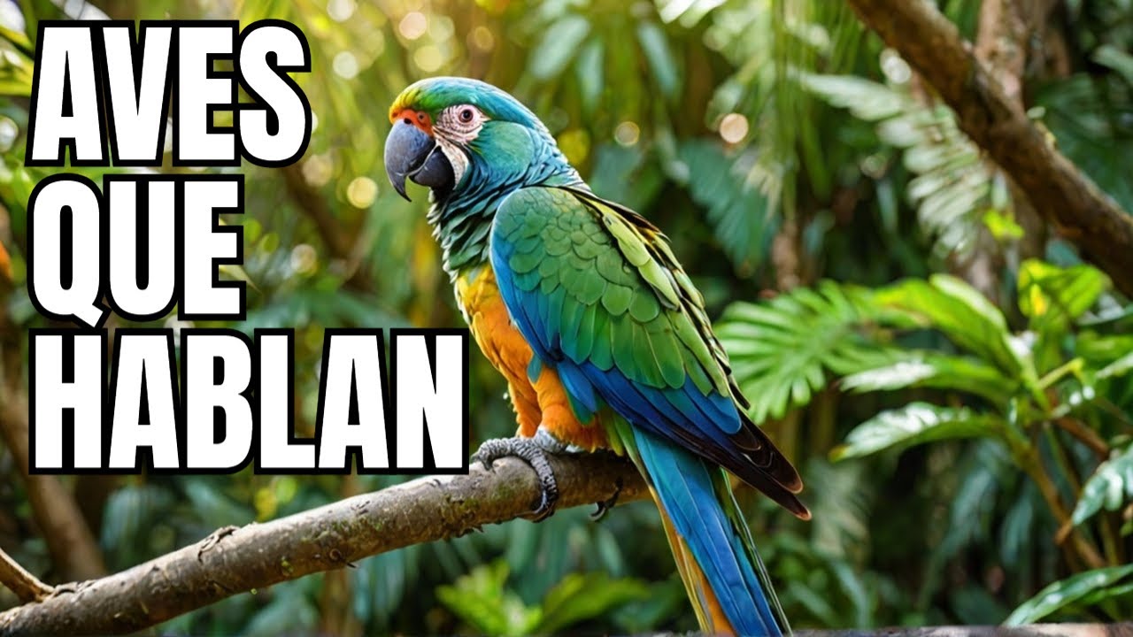 20 Aves Que Pueden Hablar Como Humanos / Te Sorprenderán