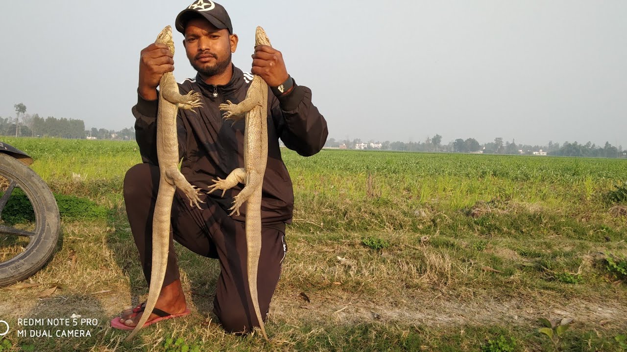 Indian Monitor Lizard Rescue By Ram Biswas YouTube indian-monitor-lizard-rescue-by-ram-biswas-youtube