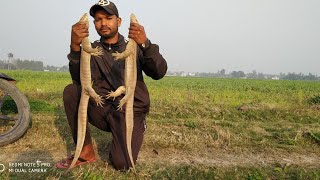 Indian monitor lizard rescue by ram biswas