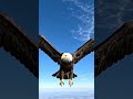 American Bald Eagle #wildlife #eagle #birds #animals #livewallpaper