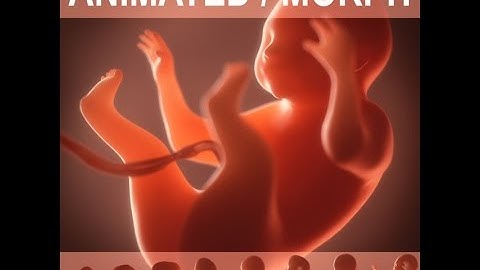 3D Model Human embryo fetus Growth animation at 3DExport.com