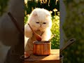 A Persian Cat is Cooking Basbousa Cake