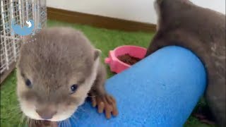 Otter Stretching With a Pole?!   #Shorts