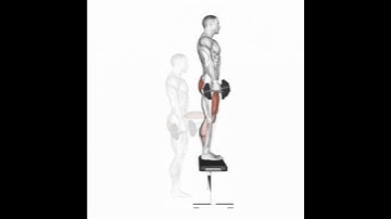 Step up no Banco com halteres #dicasdetreino #personaltrainer #fitness #academia #blfitness