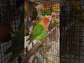 African lovebird #shorts #lovebirds #budgies #finchbird #cockatiel #pigeon #birds #parrot#shortvideo