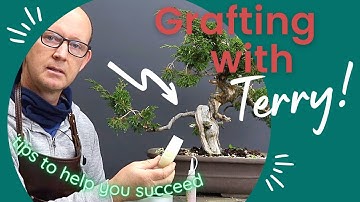 How to improve your success grafting Juniper bonsai