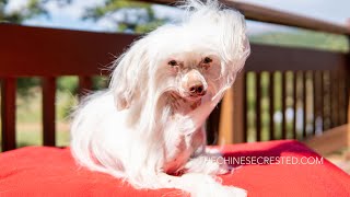 Here is Rita, Chinese Crested Hairy Hairless Female from Champion Bloodline!