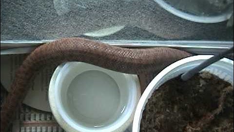 Adult female Anthill python