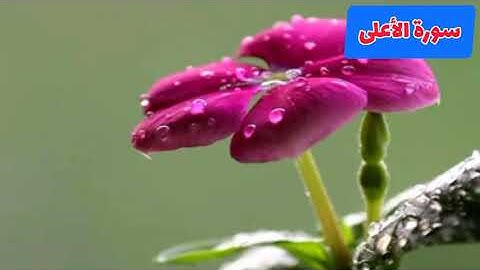 سورة الأعلى بصوت القارئ الشيخ قادر الكردي قراءة خاشعة و مؤثرة جداً.. اللهم اجعل القرٱن ربيع قلوبنا و