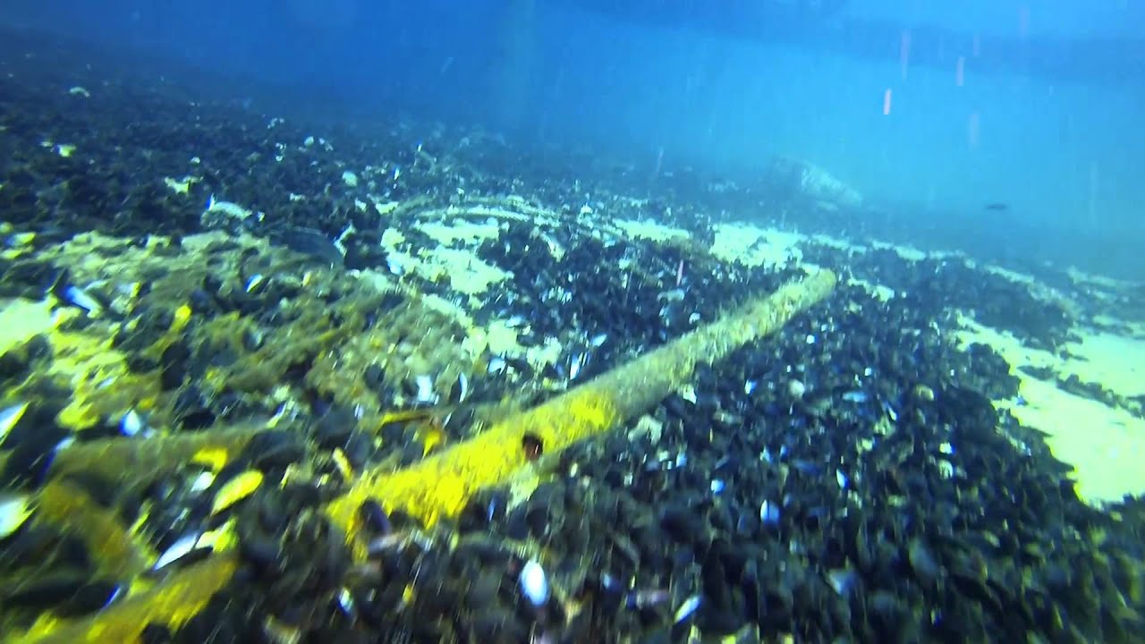 Awesome Chesapeake Tower Dive YouTube