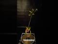 This Plant Is About to Collapse ⚡🌱 #teslacoil #experiment #scienceexperiment #highvoltage