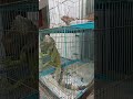 IGUANA 11.12.2023
