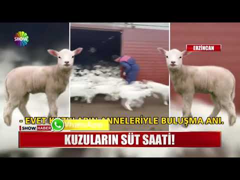 kuzularin süt saati