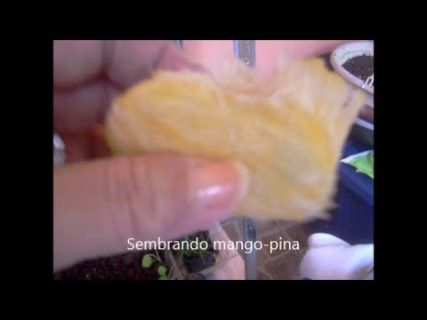 Sembrando mango pina - YouTube