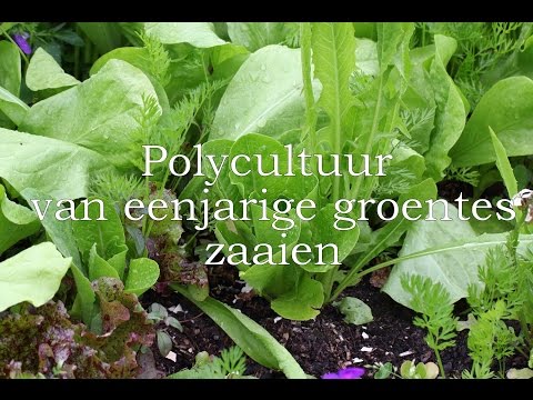 Polycultuur van eenjarige groentes