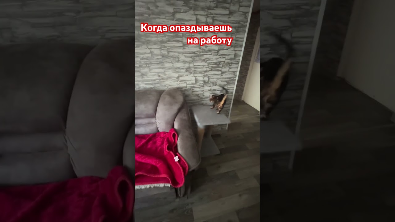 ⁣#томиджерри #антистресс #юмор #развлечения #music #cat #dance #minecraft #funny #remix