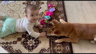 Sweet moment of meeting Shiba Inu breed dog and child | baby pets video