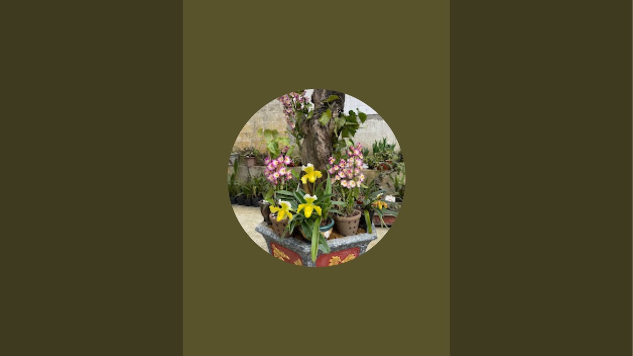 Thanh hoa lan lai châu 0969444668