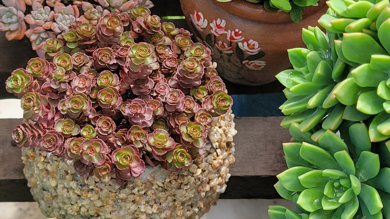 Como deixar bonito o Sedum spurium 'Voodoo' 