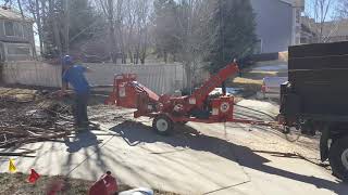 Morbark M6R chipping dead willow