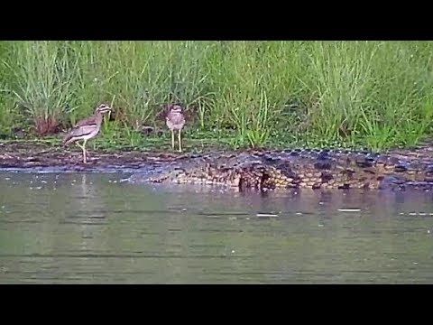 knees crocodile thick water