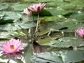 A beautiful traditional chinese folk musicfor a pond of beautifully bloomed  lotuses 