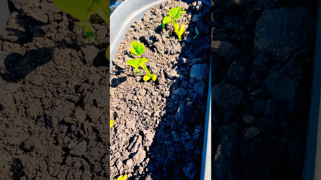 My Common coral tree is coming along very well , Umsintsi tree 