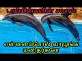 டால்பின்களின் சவால், முடிந்தால் என்னைப்போல் வாழுங்கள் மனிதர்களே