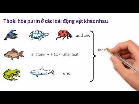 Video: Một nucleotide bao gồm những gì?