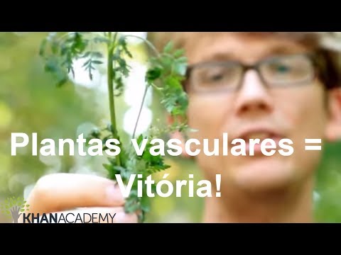 Vídeo: Diferença Entre Plantas Vasculares E Não Vasculares