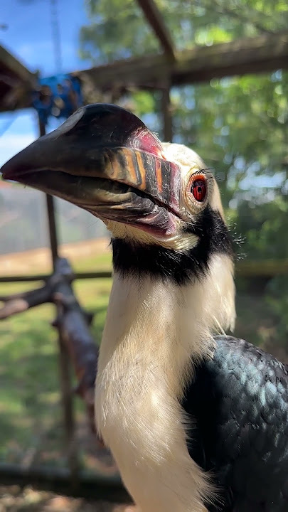 Visayan Hornbill at ZSL Whipsnade