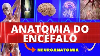 ANATOMIA DO ENCÉFALO (ANATOMIA HUMANA) - NEUROANATOMIA DO ENCÉFALO - SISTEMA NERVOSO - NEUROANATOMIA