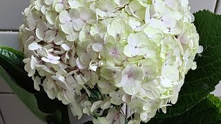 АВАНГАРД НОВИНКА. Черенкование и выращивание