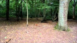 Raw Footage Of Location 1 Ruislip Woods