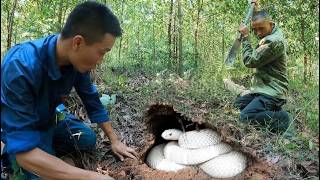 A massive, century-old snake nest was discovered in the dense forest.