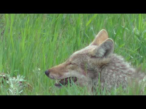 Video: 4 Uitdagingen Voor De Nationale Parken Van Amerika In (en Hoe Te Helpen)