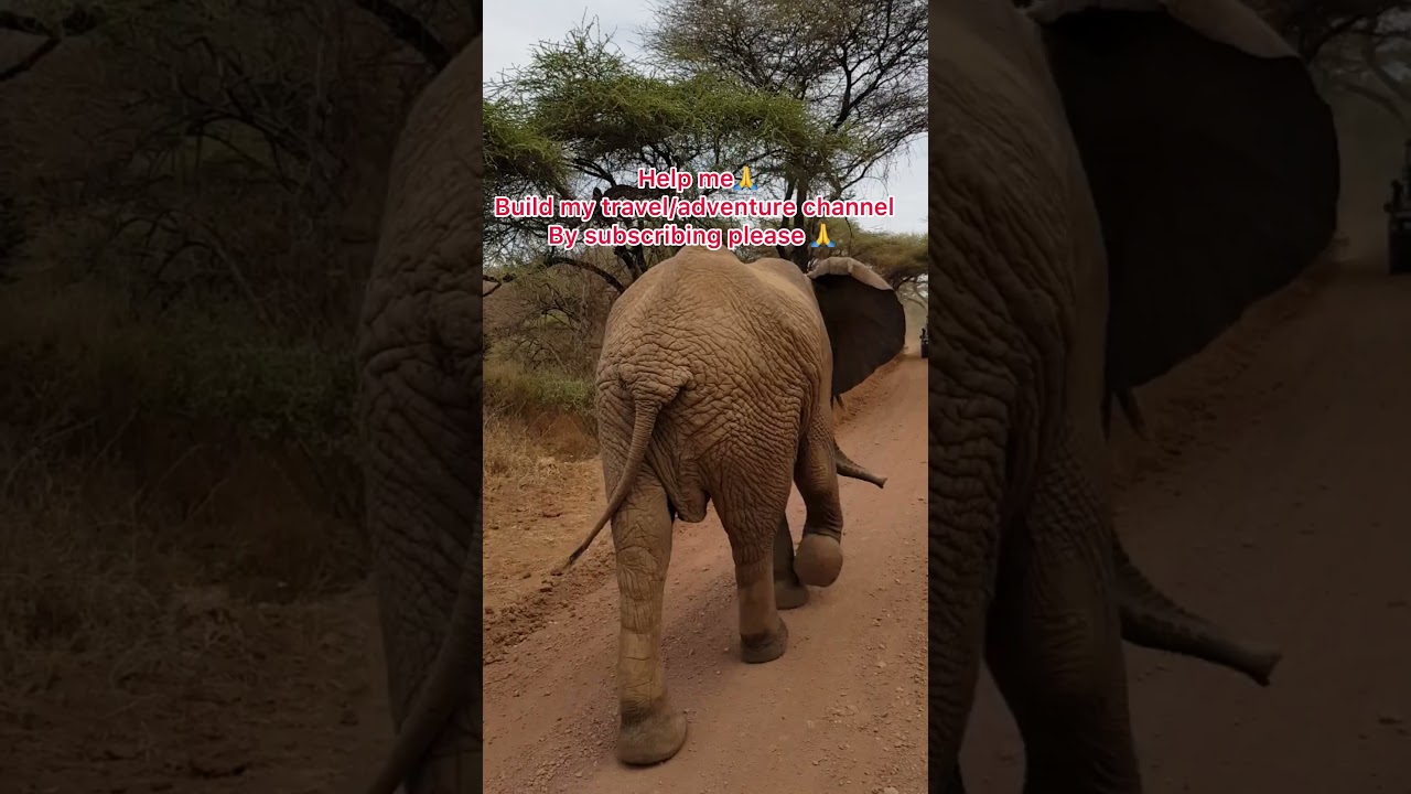 On a safari in Africa! 🌍