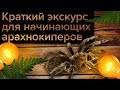 🕷 Краткий экскурс для начинающих арахнокиперов