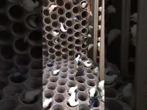 شوف مزرعه حمام فرنساوي لاحم شغاله مع احمد الفخراني