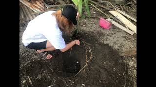 TREE PLANTING NSTP 2