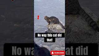 Download Lagu Smartest Cat Ever Catches Fish Like a Pro! MP3 Download Lagu Smartest Cat Ever Catches Fish Like a Pro! MP3