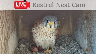 Birdcam.it - Live Kestrel Nest Cam Luna \& Orione