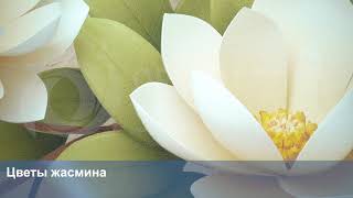 3D Фотообои «Цветы жасмина»
